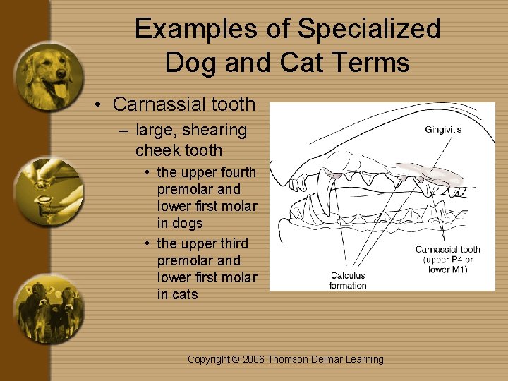 Examples of Specialized Dog and Cat Terms • Carnassial tooth – large, shearing cheek