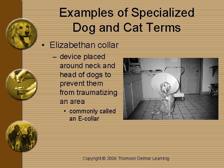 Examples of Specialized Dog and Cat Terms • Elizabethan collar – device placed around