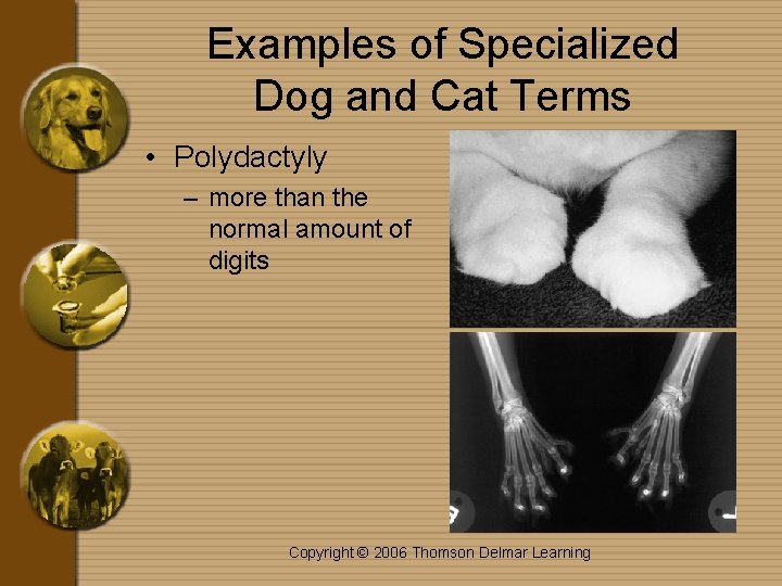 Examples of Specialized Dog and Cat Terms • Polydactyly – more than the normal