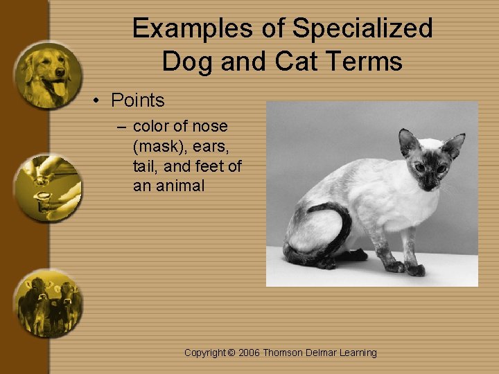 Examples of Specialized Dog and Cat Terms • Points – color of nose (mask),