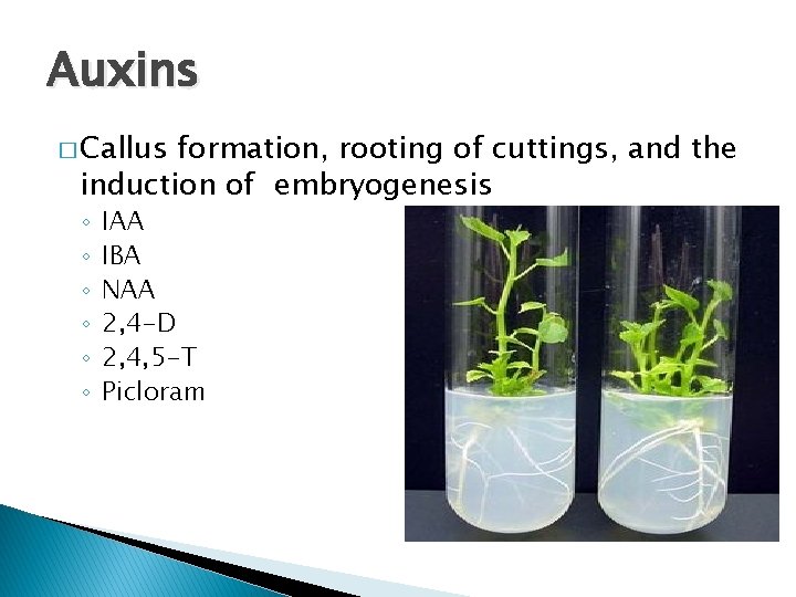 Auxins � Callus formation, rooting of cuttings, and the induction of embryogenesis ◦ ◦