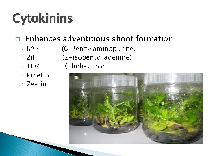 Cytokinins � -Enhances ◦ ◦ ◦ BAP 2 i. P TDZ Kinetin Zeatin adventitious