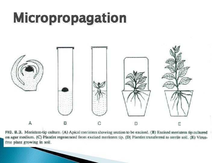 Micropropagation 