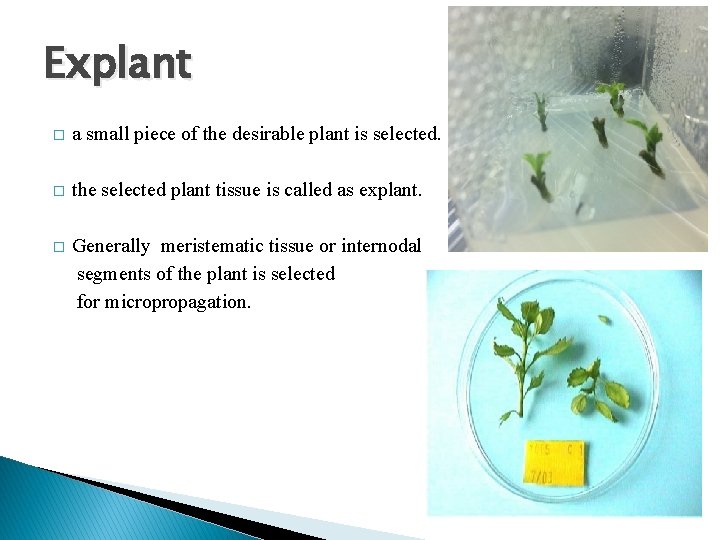 Explant � a small piece of the desirable plant is selected. � the selected