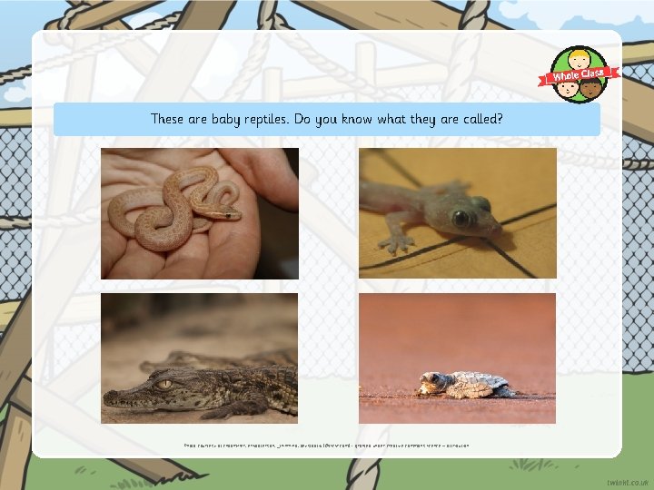 These are baby reptiles. Do you know what they are called? Photo courtesy of