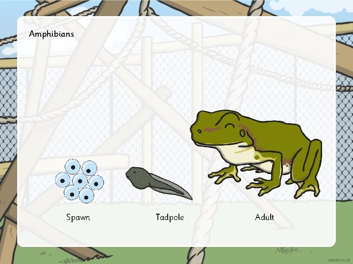 Amphibians Spawn Tadpole Adult 