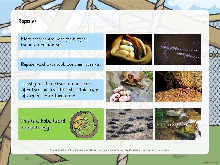 Reptiles Most reptiles are born from eggs, though some are not. Reptile hatchlings look