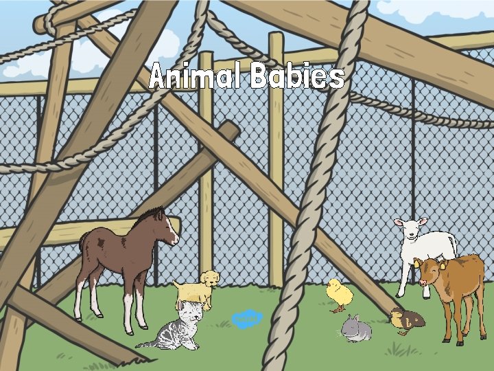 Animal Babies 