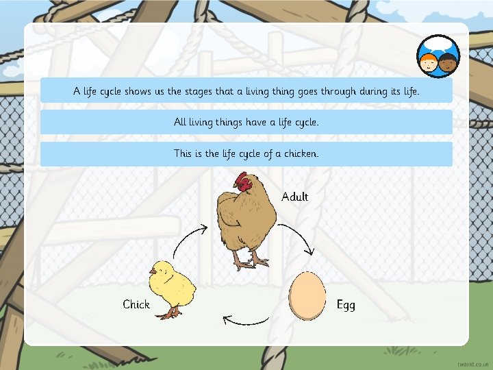 A life cycle shows us the stages that a living thing goes through during