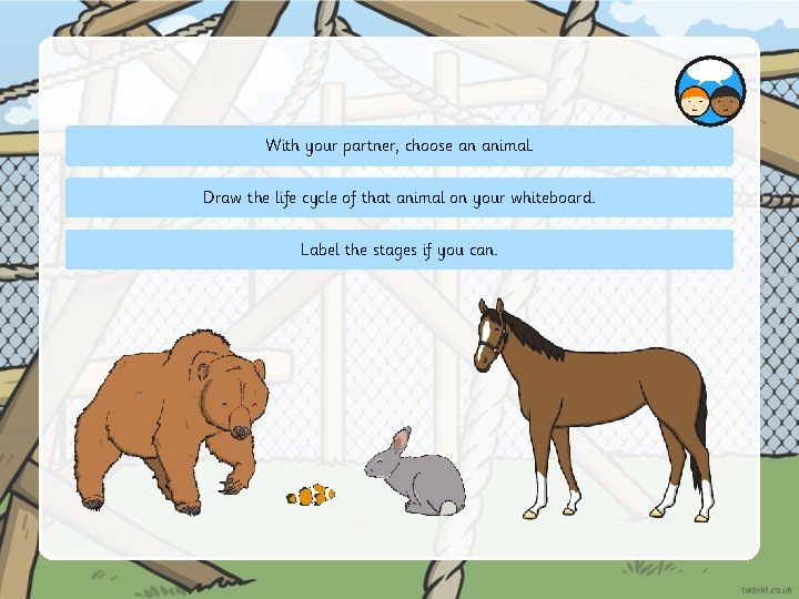With your partner, choose an animal. Draw the life cycle of that animal on