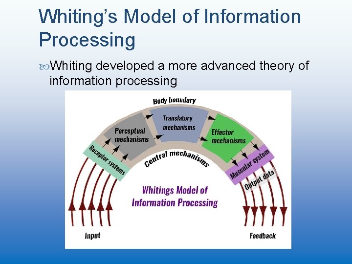 Whiting’s Model of Information Processing Whiting developed a more advanced theory of information processing