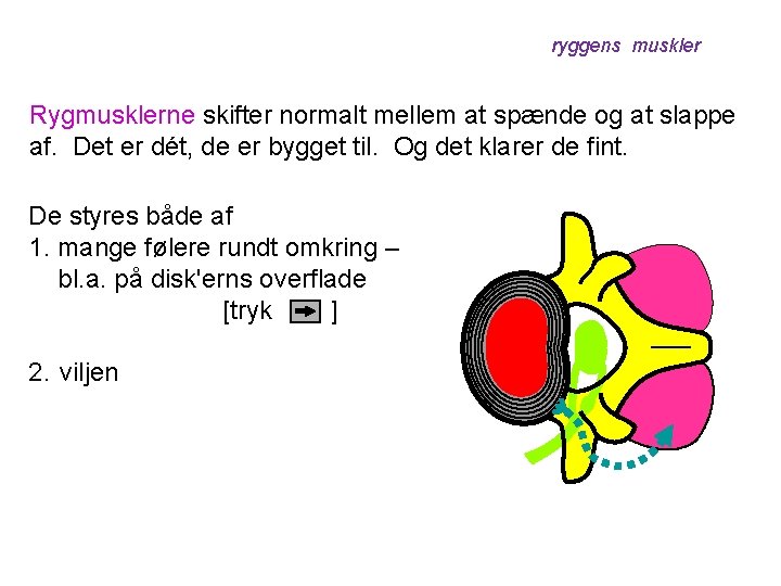 ryggens muskler Rygmusklerne skifter normalt mellem at spænde og at slappe af. Det er