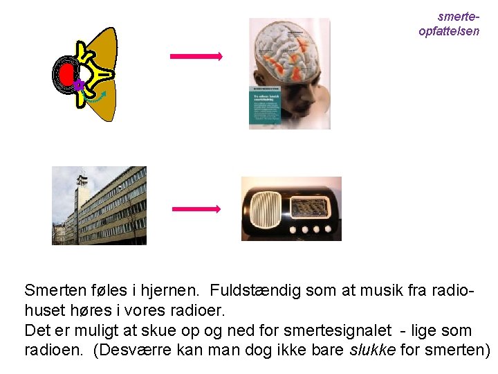 smerteopfattelsen Smerten føles i hjernen. Fuldstændig som at musik fra radiohuset høres i vores