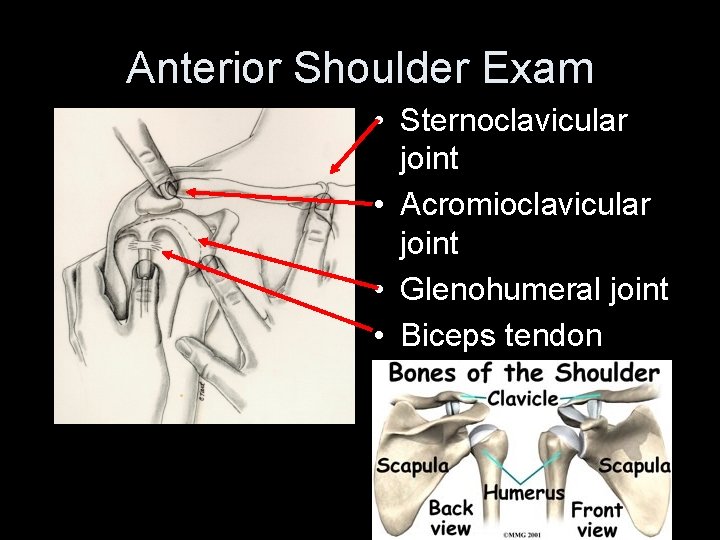 Anterior Shoulder Exam • Sternoclavicular joint • Acromioclavicular joint • Glenohumeral joint • Biceps