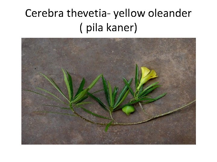 Cerebra thevetia- yellow oleander ( pila kaner) 