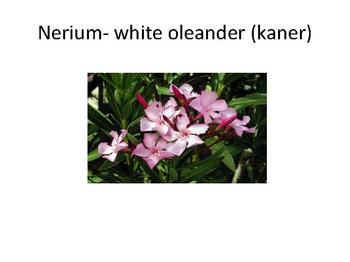 Nerium- white oleander (kaner) 