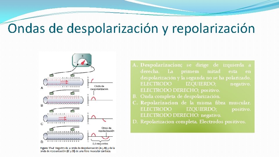Ondas de despolarización y repolarización A. Despolarizacion; se dirige de izquierda a derecha. La