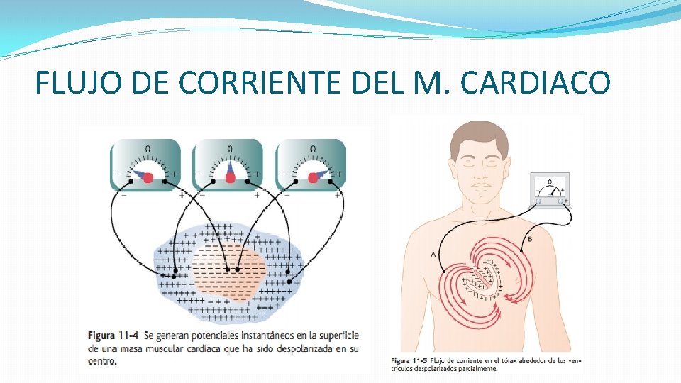 FLUJO DE CORRIENTE DEL M. CARDIACO 