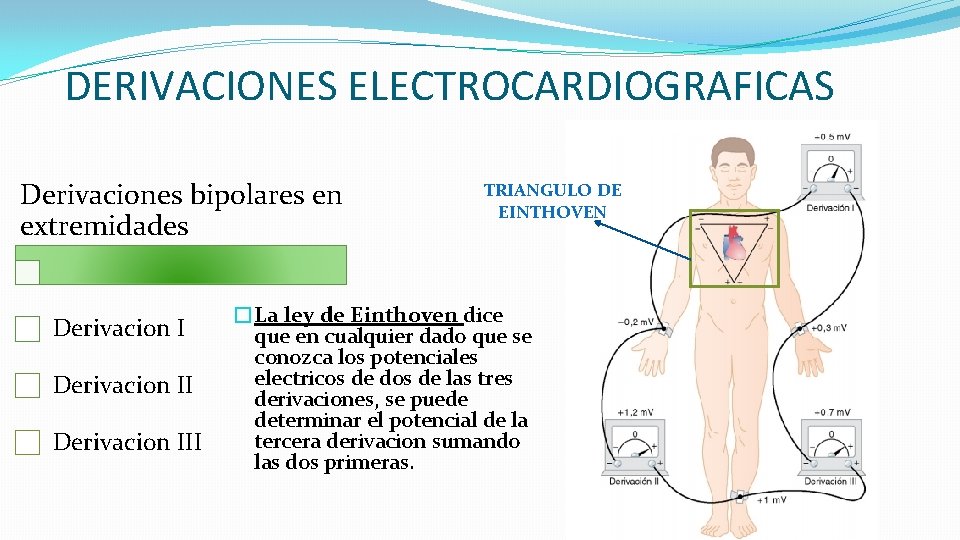 DERIVACIONES ELECTROCARDIOGRAFICAS Derivaciones bipolares en extremidades Derivacion III TRIANGULO DE EINTHOVEN �La ley de