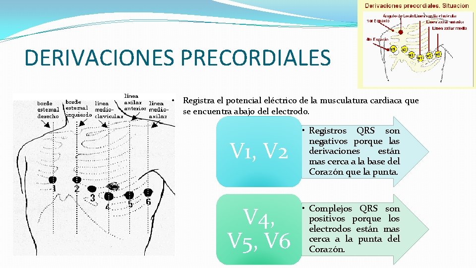 DERIVACIONES PRECORDIALES • Registra el potencial eléctrico de la musculatura cardiaca que se encuentra