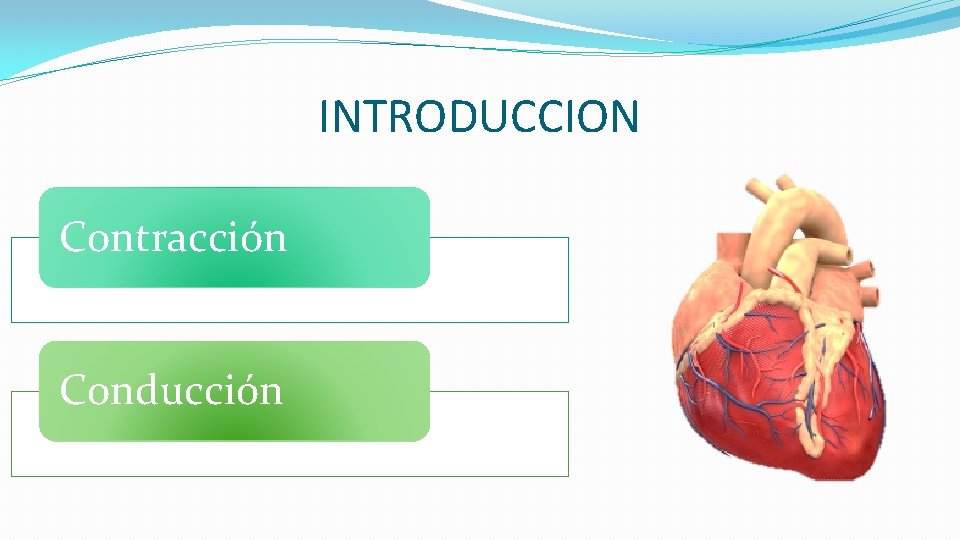 INTRODUCCION Contracción Conducción 