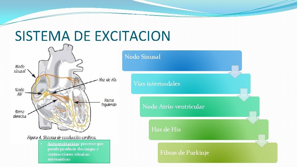 SISTEMA DE EXCITACION Nodo Sinusal Vías internodales Nodo Atrio-ventricular Has de His • Autoexcitación: