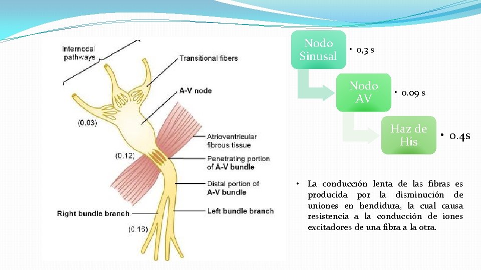 Nodo Sinusal • 0, 3 s Nodo AV * • 0. 09 s Haz