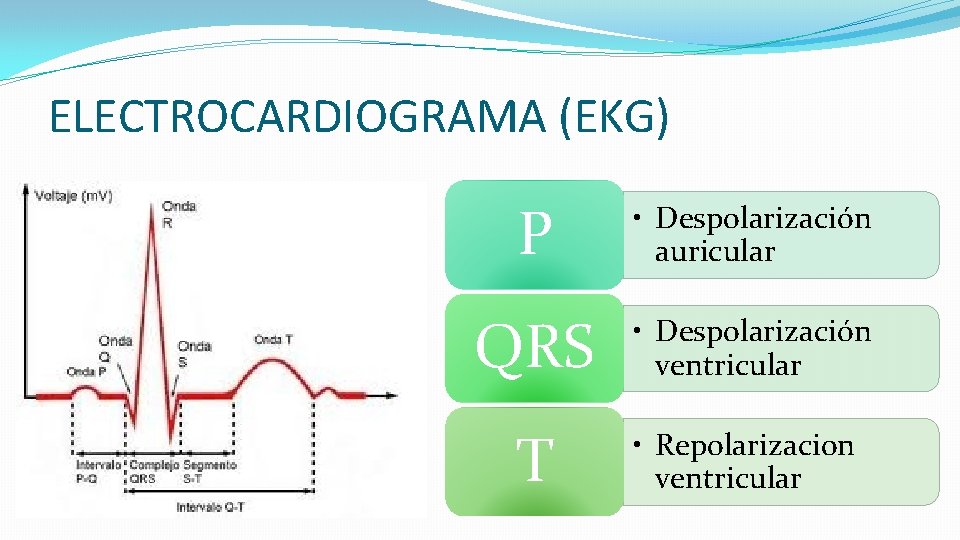 ELECTROCARDIOGRAMA (EKG) P • Despolarización auricular QRS • Despolarización ventricular T • Repolarizacion ventricular