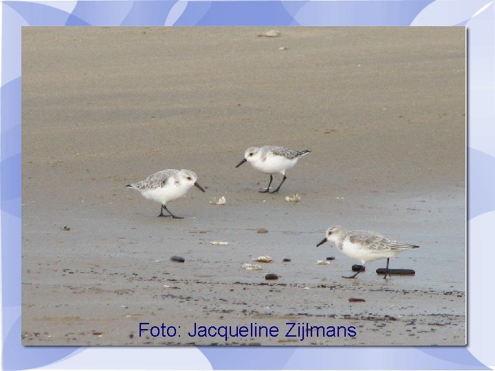 Foto: Jacqueline Zijlmans 