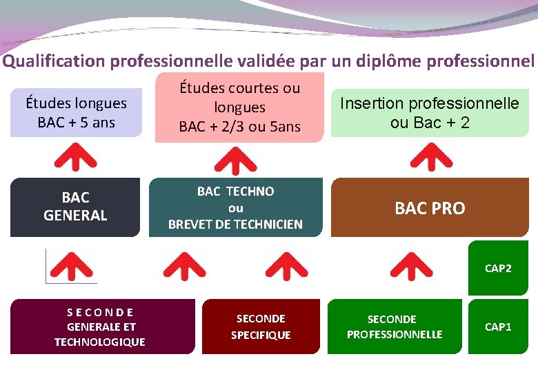 Qualification professionnelle validée par un diplôme professionnel Études longues BAC + 5 ans Études