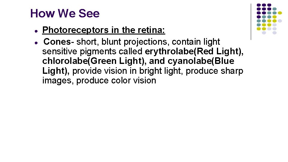 How We See ● ● Photoreceptors in the retina: Cones- short, blunt projections, contain