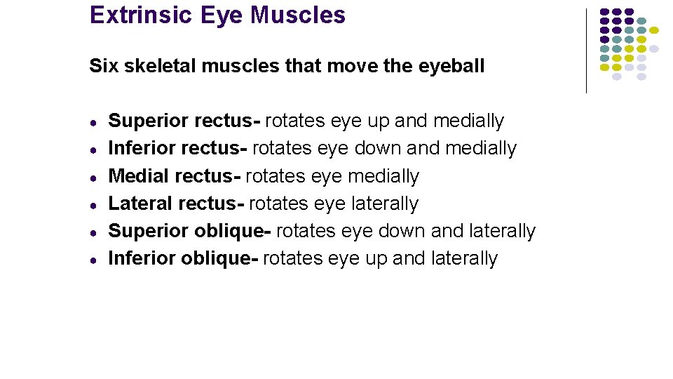 Extrinsic Eye Muscles Six skeletal muscles that move the eyeball ● ● ● Superior