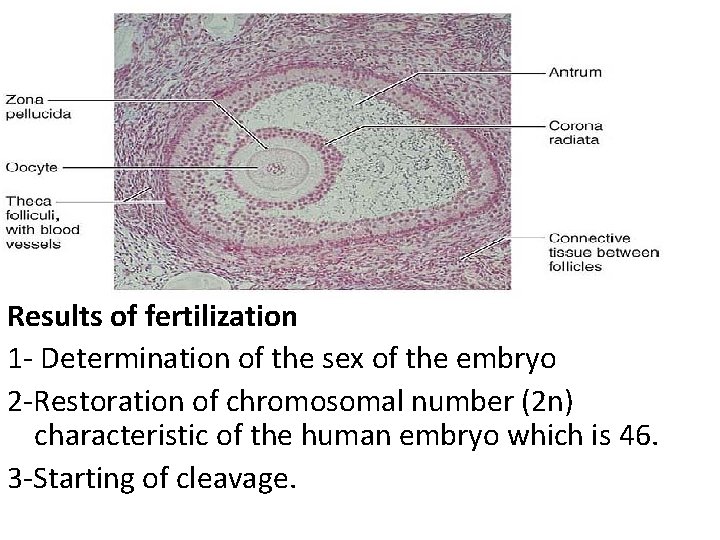 Results of fertilization 1 - Determination of the sex of the embryo 2 -Restoration