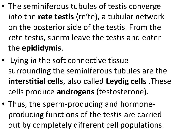  • The seminiferous tubules of testis converge into the rete testis (re′te), a