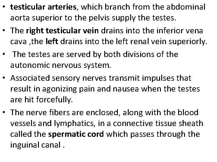  • testicular arteries, which branch from the abdominal aorta superior to the pelvis