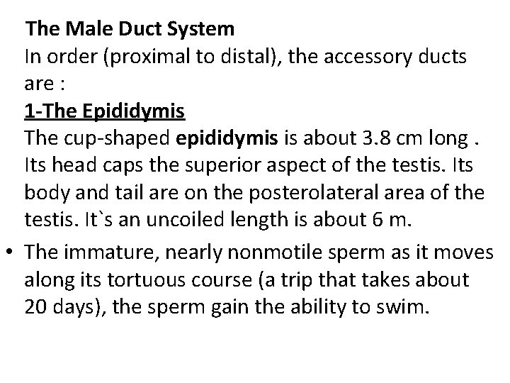 The Male Duct System In order (proximal to distal), the accessory ducts are The Male Duct System In order (proximal to distal), the accessory ducts are