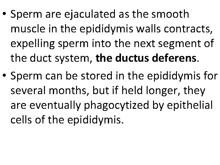 • Sperm are ejaculated as the smooth muscle in the epididymis walls contracts, • Sperm are ejaculated as the smooth muscle in the epididymis walls contracts,