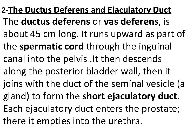 2 -The Ductus Deferens and Ejaculatory Duct The ductus deferens or vas deferens, 2 -The Ductus Deferens and Ejaculatory Duct The ductus deferens or vas deferens,