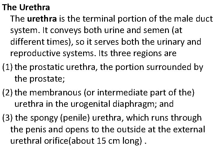 The Urethra The urethra is the terminal portion of the male duct system. It