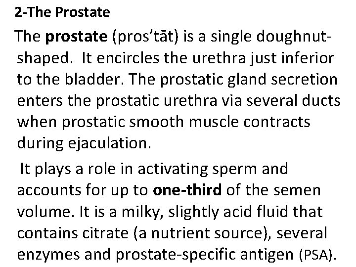  2 -The Prostate The prostate (pros′tāt) is a single doughnut- shaped. It encircles