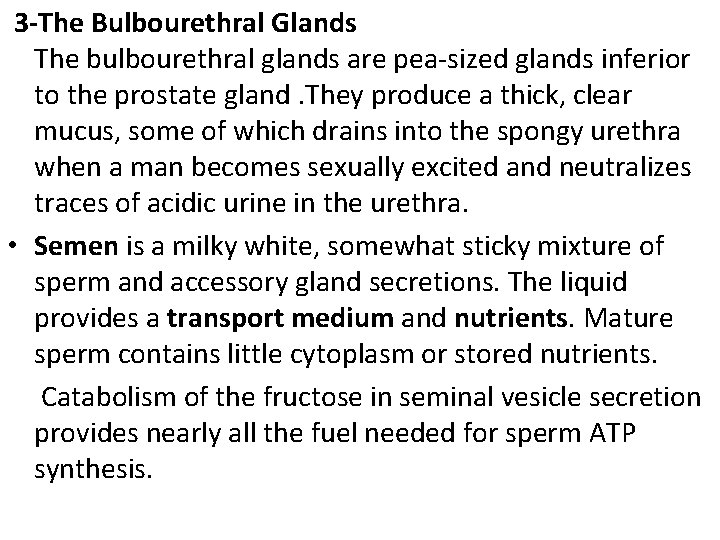  3 -The Bulbourethral Glands The bulbourethral glands are pea-sized glands inferior to the