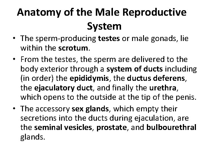Anatomy of the Male Reproductive System • The sperm-producing testes or male gonads, lie