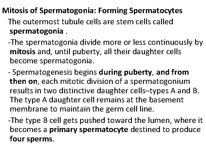 Mitosis of Spermatogonia: Forming Spermatocytes The outermost tubule cells are stem cells called spermatogonia.