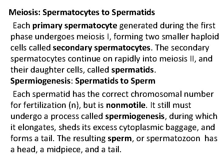  Meiosis: Spermatocytes to Spermatids Each primary spermatocyte generated during the first phase undergoes