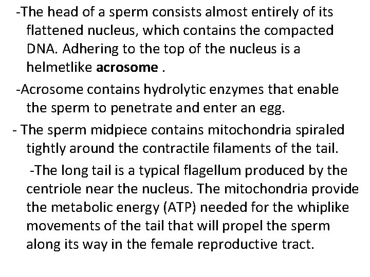  -The head of a sperm consists almost entirely of its flattened nucleus, which