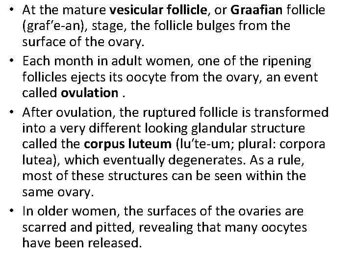  • At the mature vesicular follicle, or Graafian follicle (graf′e-an), stage, the follicle