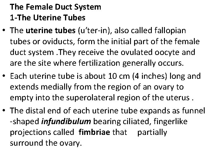  The Female Duct System 1 -The Uterine Tubes • The uterine tubes (u′ter-in),