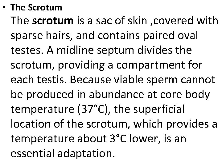  • The Scrotum The scrotum is a sac of skin , covered with