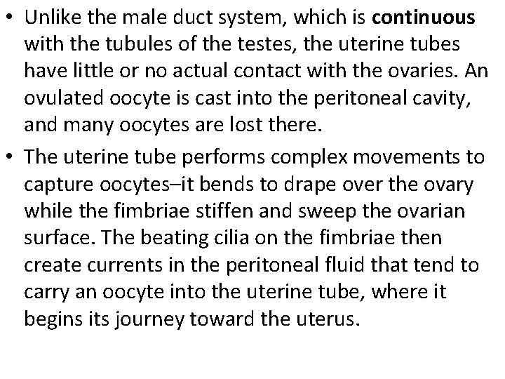 • Unlike the male duct system, which is continuous with the tubules of • Unlike the male duct system, which is continuous with the tubules of