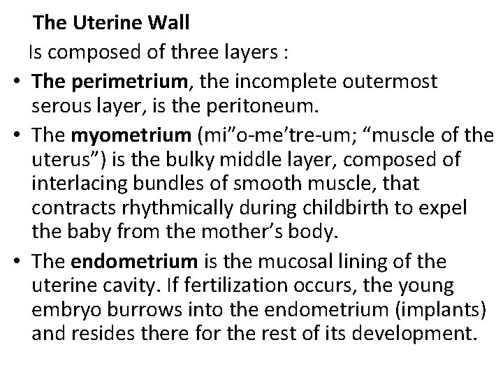  The Uterine Wall Is composed of three layers : • The perimetrium, the